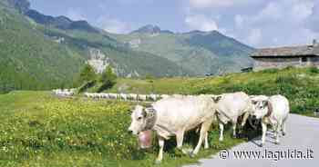 Siccità, in alpeggio mancano erba e acqua per il bestiame - La Guida - LaGuida.it
