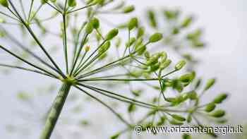 Aneto: l’erba aromatica che non devi farti mancare. L’elenco delle proprietà e degli usi - Orizzontenergia