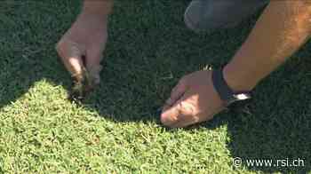 Tenero, erba perfetta malgrado il caldo - RSI.ch Informazione