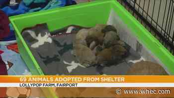 At least 69 animals adopted from Lollypop Farm for "Universal Shelter Pet Birthday"