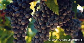 Vini abruzzesi apprezzati in tutto il mondo. Il Montepulciano il re indiscusso NOSTRO SERVIZIO - Abruzzo Cityrumors