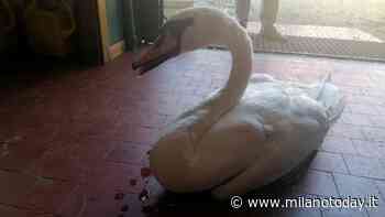 Cigno trovato con l'ala spezzata: in salvo - MilanoToday.it