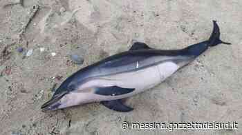 Messina, i bagnanti trovano un piccolo delfino spiaggiato a Paradiso - Gazzetta del Sud - Edizione Messina
