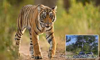 Indian conservation rangers use artificial intelligence to protect 'vulnerable' tigers from poachers