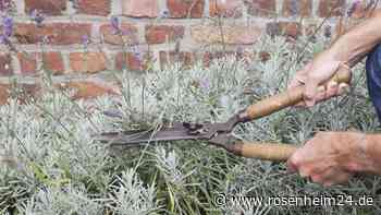 Lavendel noch schnell ernten – duftende Pflanze richtig trocknen und nutzen