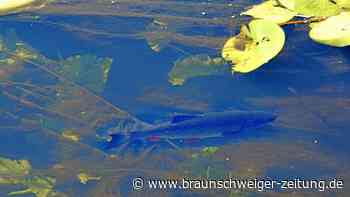 Wolfsburgs Feuerwehr muss Fische in der Aller retten