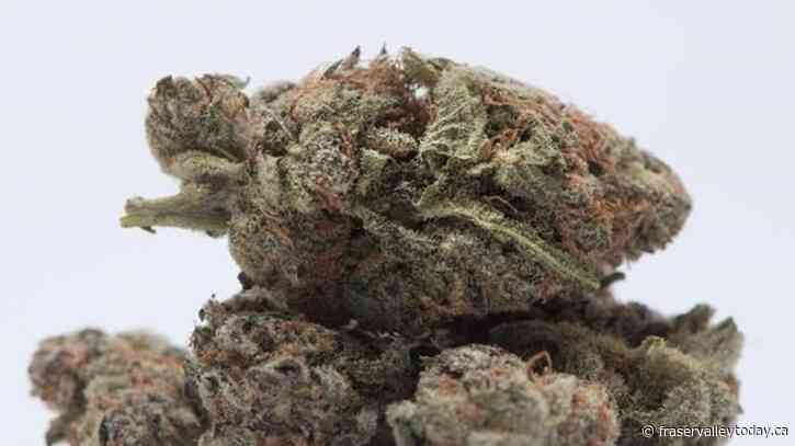 Fewer people buying pot from unlicensed shops last year than in 2018: B.C. study