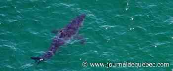 «Extrêmement rare»: un requin bleu attaque un plongeur