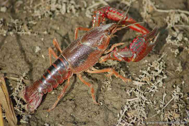 Ontario now considers Red Swamp Crayfish as invasive