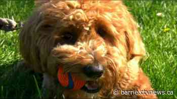 Georgian Triangle Humane Society hosts 10th annual walkathon - virtually