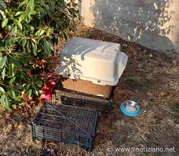 Furti di cibo e cucce dei gatti, l'Enpa di Saronno: "Vergognoso" - Il Notiziario