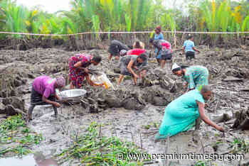 Facing continuing oil pollution with little govt attention, Niger Delta residents begin replanting mangroves - Premium Times