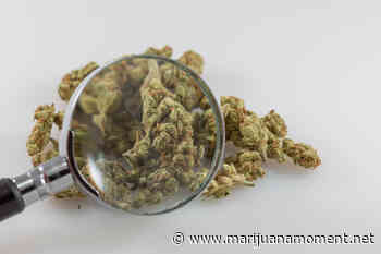 Federal Health Agencies Want To Fund Studies On 'Minor Cannabinoids' Like Delta-8 THC And Marijuana Terpenes - Marijuana Moment