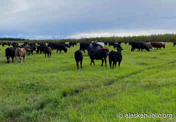 ‘We’ve seen this before’: After cow mutilation, Delta Junction ranchers put up $2,500 reward - Alaska Public Media News