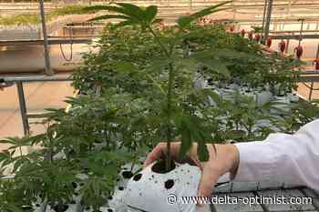 Delta cannabis greenhouse operation applies for more housing - Delta Optimist