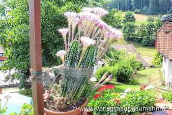 Steinen - Botanische Rarität - www.verlagshaus-jaumann.de