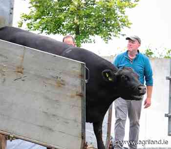 Gigginstown House welcomes 21 champion Angus cattle - Agriland