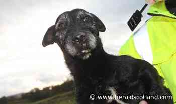 Angus gamekeeper jailed after using dogs for animal fights - HeraldScotland