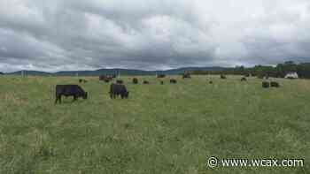 Longtime Vermont dairy farm pivots to Angus beef - WCAX