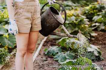Environment | Gardeners asked to ensure they use water wisely - AngusWorld