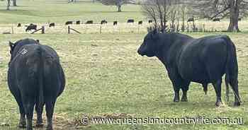 Spotting the Angus advantage - Queensland Country Life