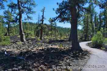 Take A Paved Loop Trail Around This Oregon Lava Forest For A Peaceful Adventure - Only In Your State