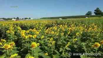 Eckhert’s opening its sunflower trail - KMOV4