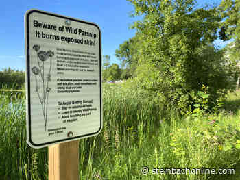 City working to get rid of wild parsnips in Steinbach parks - SteinbachOnline.com