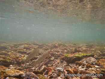 Warming rivers prompt fishing restrictions - Missoula Current
