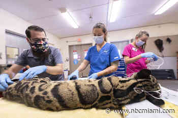 Endangered Clouded Leopard Undergoes Diagnostic Exams at Zoo Miami for Ongoing Health Issues