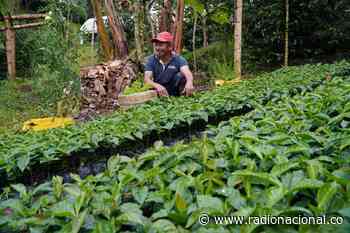 Inzá, Cauca: cultivos de café en territorios libres de minas - Radio Nacional de Colombia
