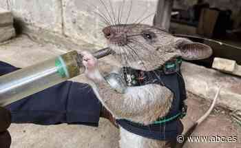 Roedores que localizan heridos, detectan minas y huelen la tuberculosis - ABC.es