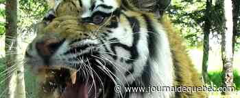 Le zoo de Saint-Félicien ne compte plus qu’un tigre