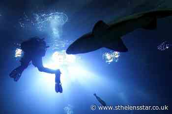 Snorkeler suffers suspected shark attack off coast of Cornwall - St Helens Star