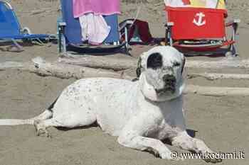 In spiaggia con il cane: meglio all'alba o al tramonto. L'evento con Stray Dogs a Brindisi - Kodami