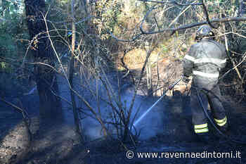 Un altro incendio all'alba nella pineta di Lido di Dante, spento in poche ore - Ravenna e Dintorni