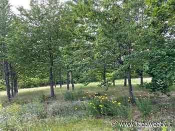 Alba, nominato il nuovo consiglio direttivo del Centro Nazionale Studi Tartufo - IdeaWebTv