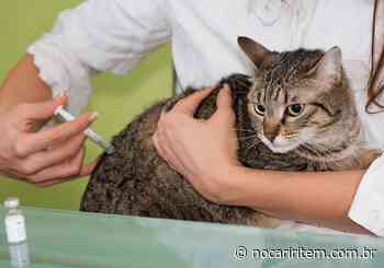 Crato realiza vacinação antirrábica em 12 áreas do município, neste sábado (30) - No Cariri Tem