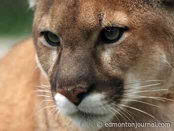 Cougar euthanized after boy attacked in Rocky Mountain House area