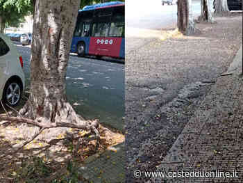 Cagliari, bacche e rifiuti invadono viale Trieste: "Puzza e pericoli, dobbiamo attendere nuovi incidenti?" - Casteddu Online