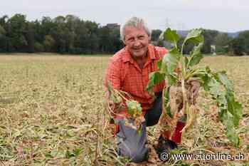 Landwirtschaft und Forst – Trockenheit macht Unterländer Bauern grosse Sorgen - Zürcher Unterländer