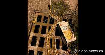 4-foot python removed from sewer grate in Markham