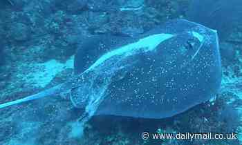 Hear the FIRST sounds of a stingray ever documented