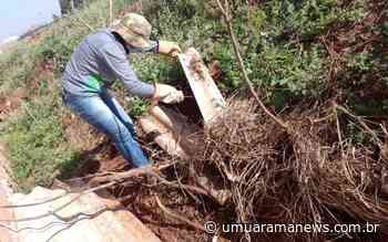 Goioerê registra presença de escorpiões em todas as áreas do município - Umuarama News