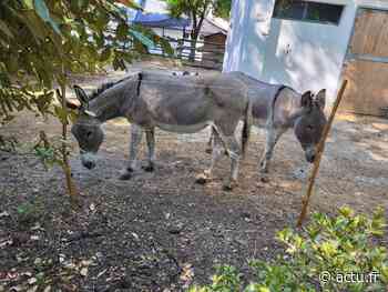 Nancy : après plusieurs départs, le parc de la Pépinière accueille de nouveaux animaux - Lorraine Actu