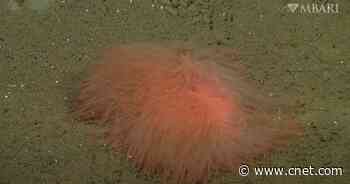 Scientists Explain 'Mystery Masses' Discovered on Seafloor     - CNET