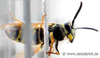 Im Kreis Soest sind die Wespen los: Was wirklich gegen die Insekten hilft - Der Patriot Lippstädter Zeitung