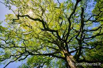 Alberi monumentali: Prato al primo posto seguita da Firenze - Prima Firenze