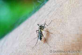 Alerta: Arapongas confirma mais duas mortes por dengue - TNOnline - TNOnline