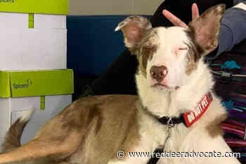 Olds RCMP seek public assistance in locating lost service dog - Red Deer Advocate